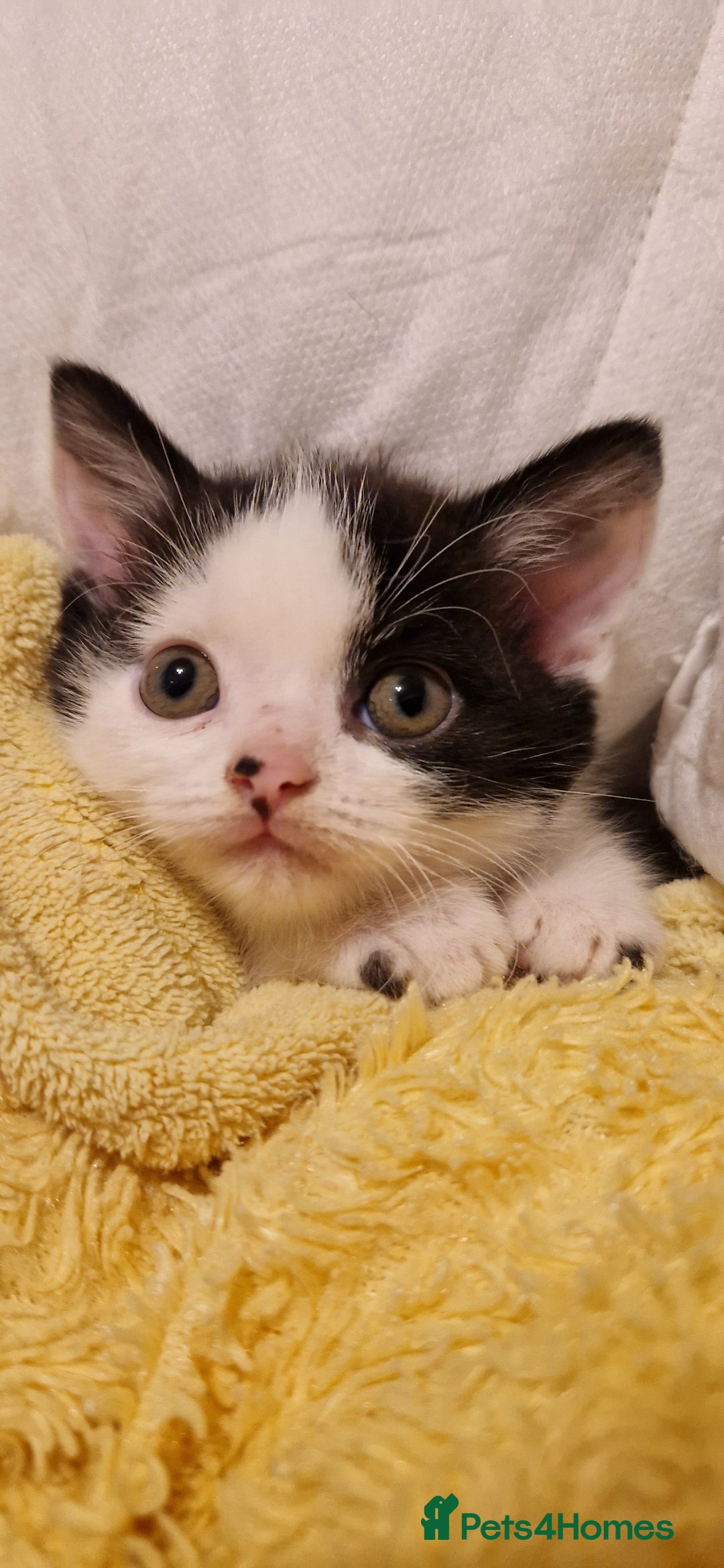 British Shorthair cats for sale: British shorthair mix looking for new home - Advert 17