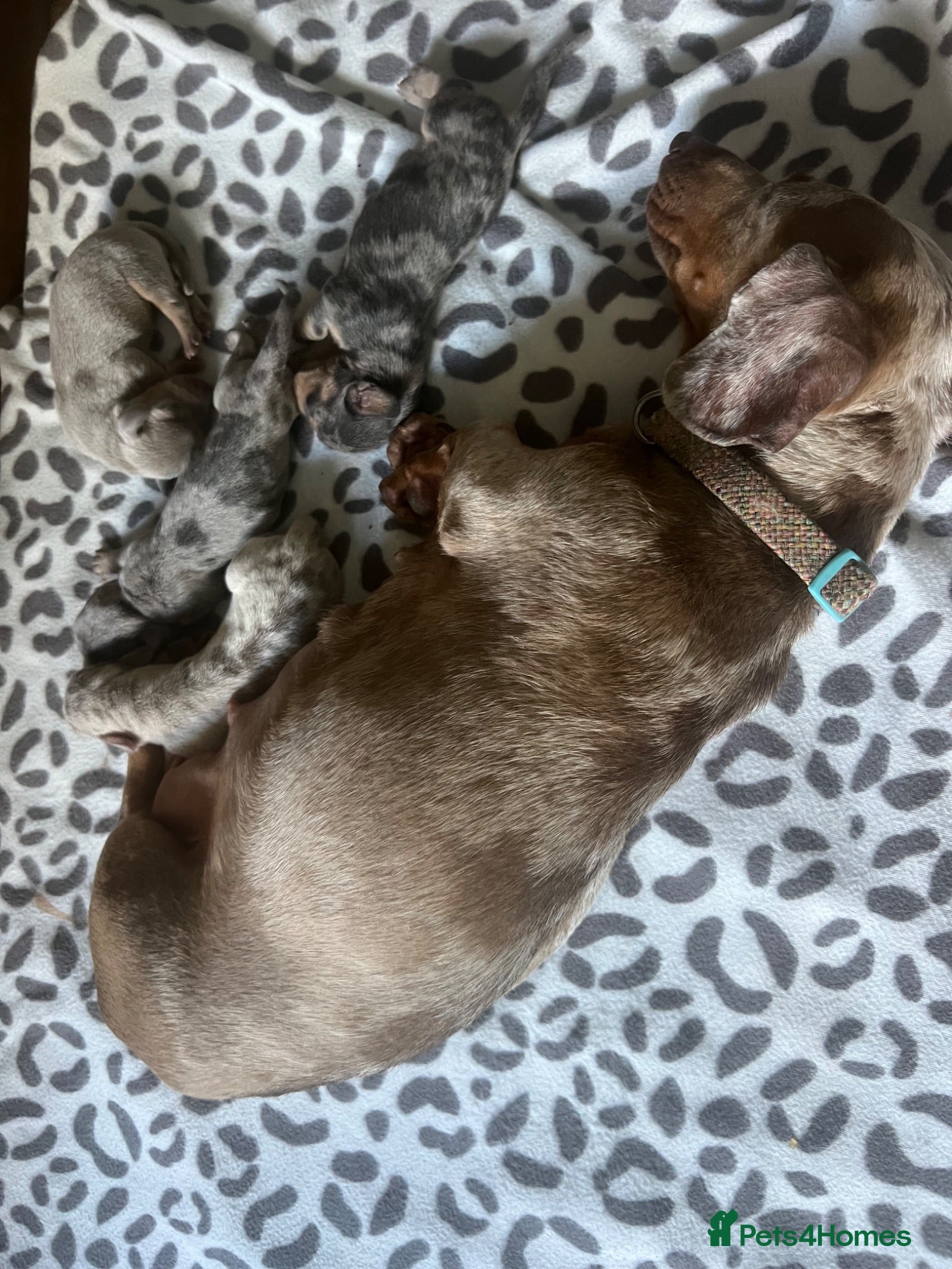 Miniature Dachshund dogs Miniature dachaunds  - Advert 12