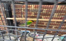 Lovebirds birds for sale: Pair of lovebirds  - Image 3