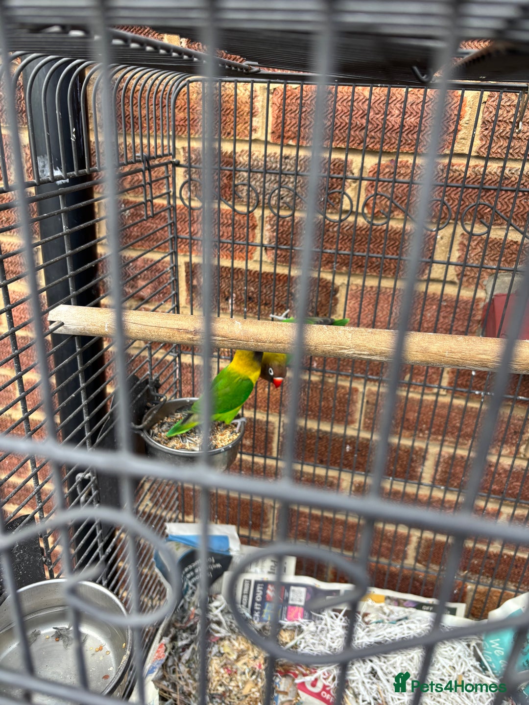 Lovebirds birds for sale: Pair of lovebirds  - Image 3