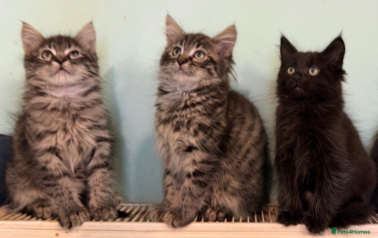 Maine Coon cats for sale: Maine Coon Absolutely  beautiful Kittens for Sale  - Advert 23