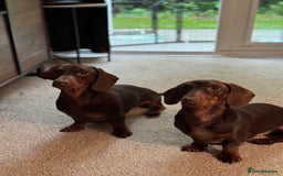 Miniature Dachshund dogs for sale: Two beautiful dachshunds need a new home! - Image 4