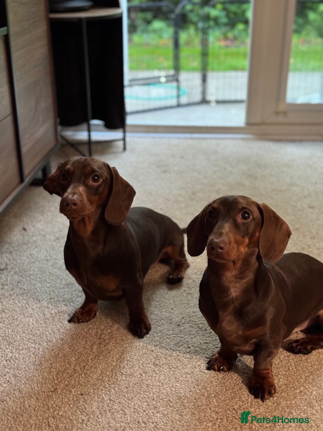 Miniature Dachshund dogs for sale: Two beautiful dachshunds need a new home! - Image 4