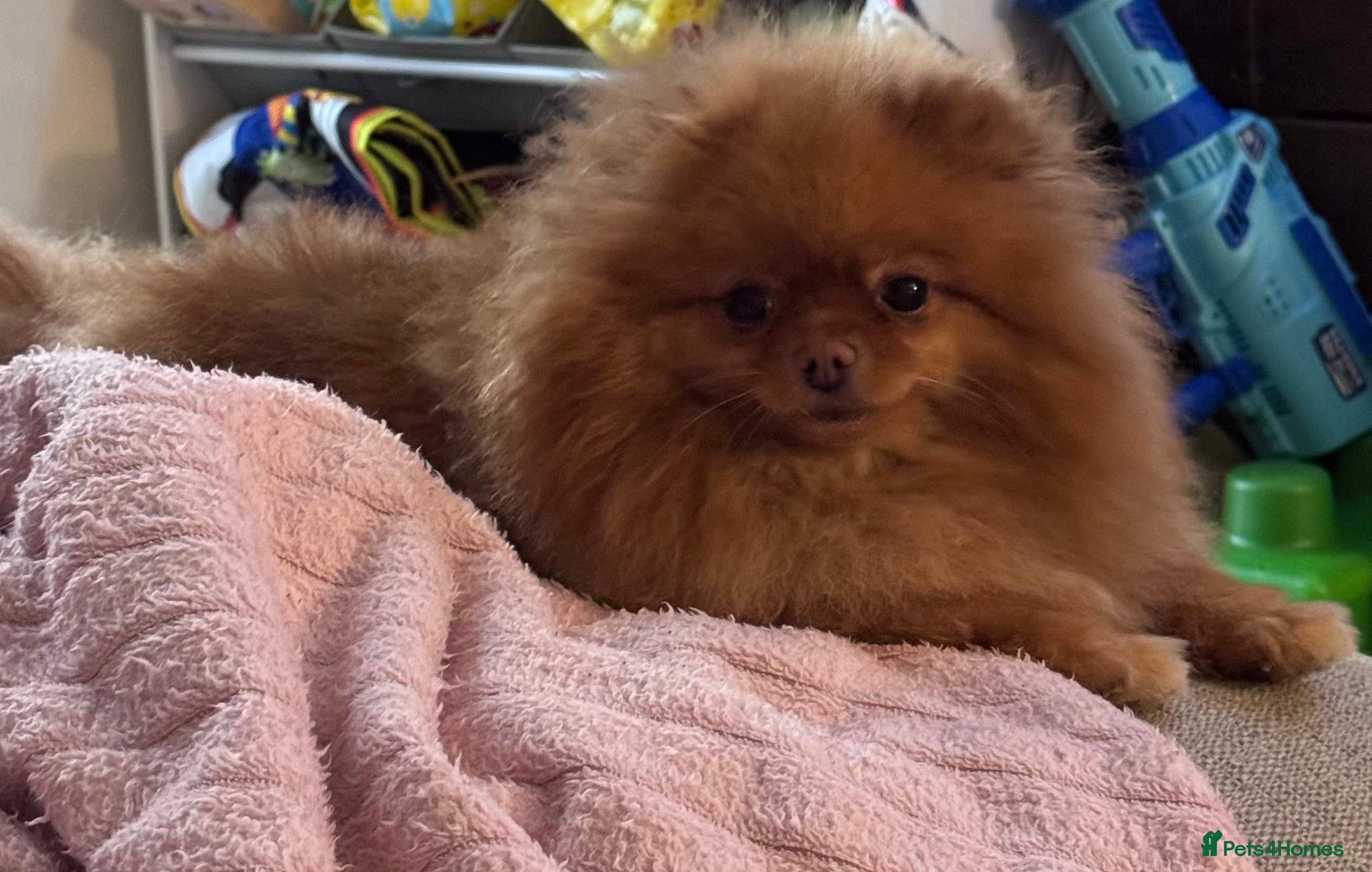 Pomeranian dogs Loving Pomeranian looking for a new home   - Advert 10