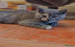 Scottish Fold cats for sale: Only 1 🐱 left.Scottish fold x BSH kittens - Image 19
