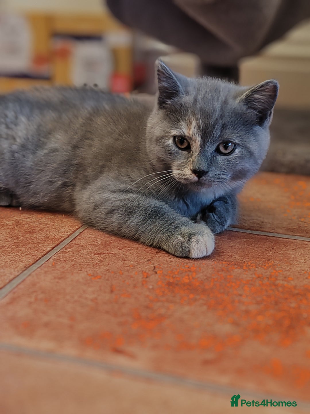 Scottish Fold cats for sale: Only 1 🐱 left.Scottish fold x BSH kittens - Image 19