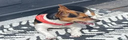 Jack Russell dogs for sale: Jack Russell 5 yrs old  - Advert 1