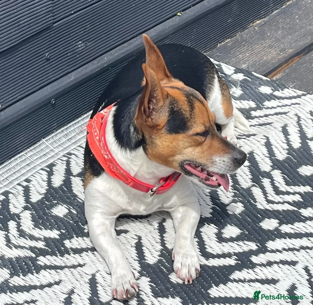 Jack Russell dogs for sale: Jack Russell 5 yrs old  - Advert 1