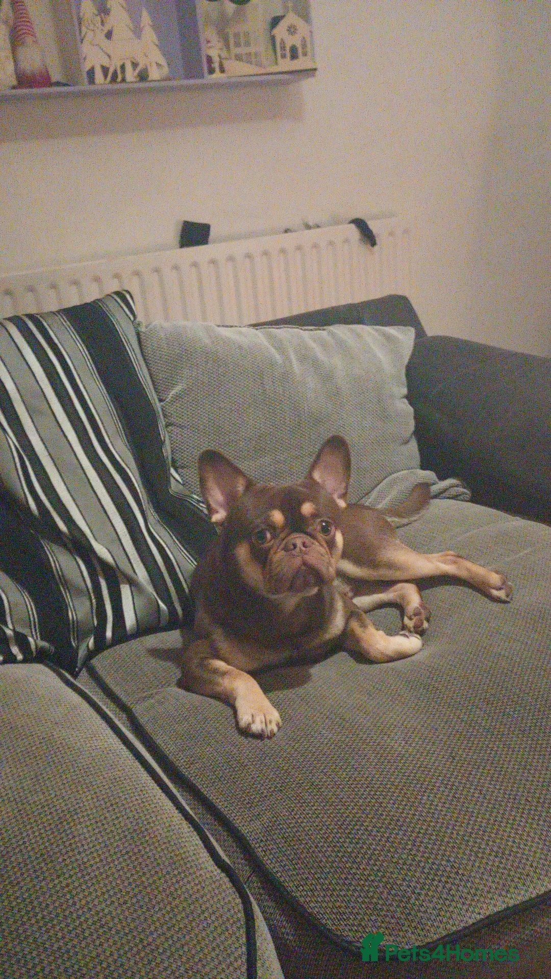 Frug dogs for sale: Male ,,milo - Advert 2