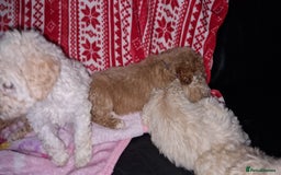 Poodle dogs for sale: Poodle pups.  Ready now - Image 1