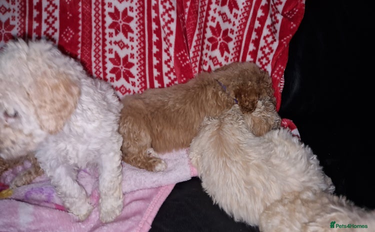 Poodle dogs - Advert 1