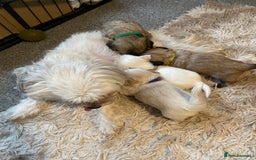 Mixed Breed dogs for sale: Imperial Zuchon cross maltese - Image 4