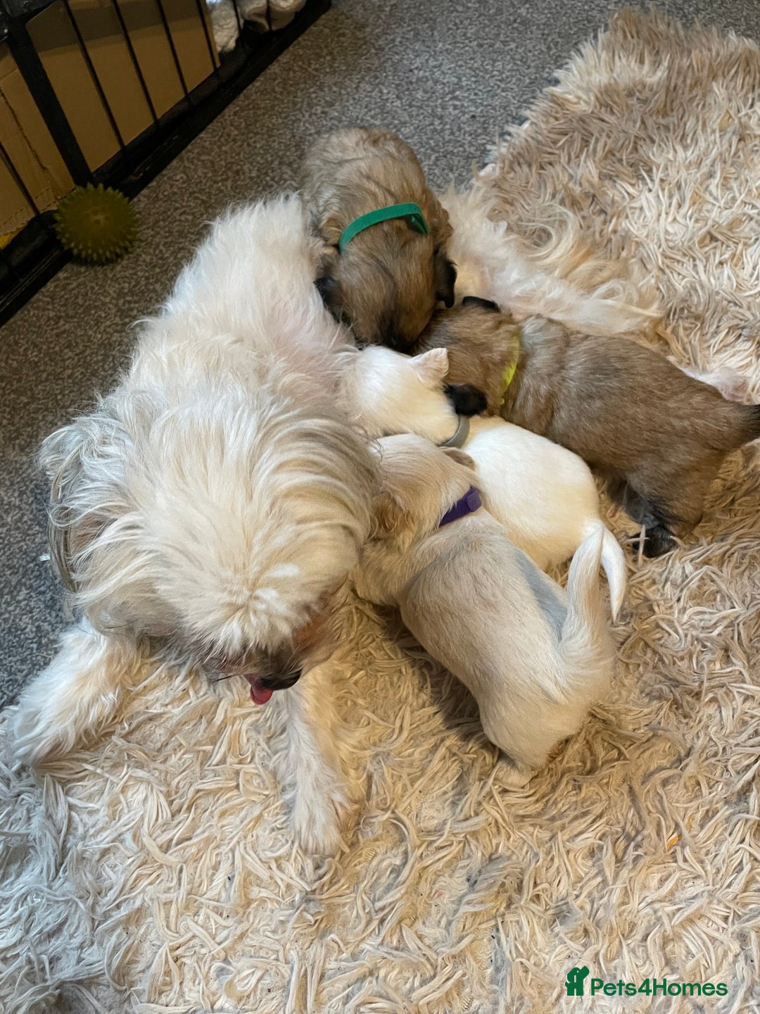 Mixed Breed dogs for sale: Imperial Zuchon cross maltese - Image 4