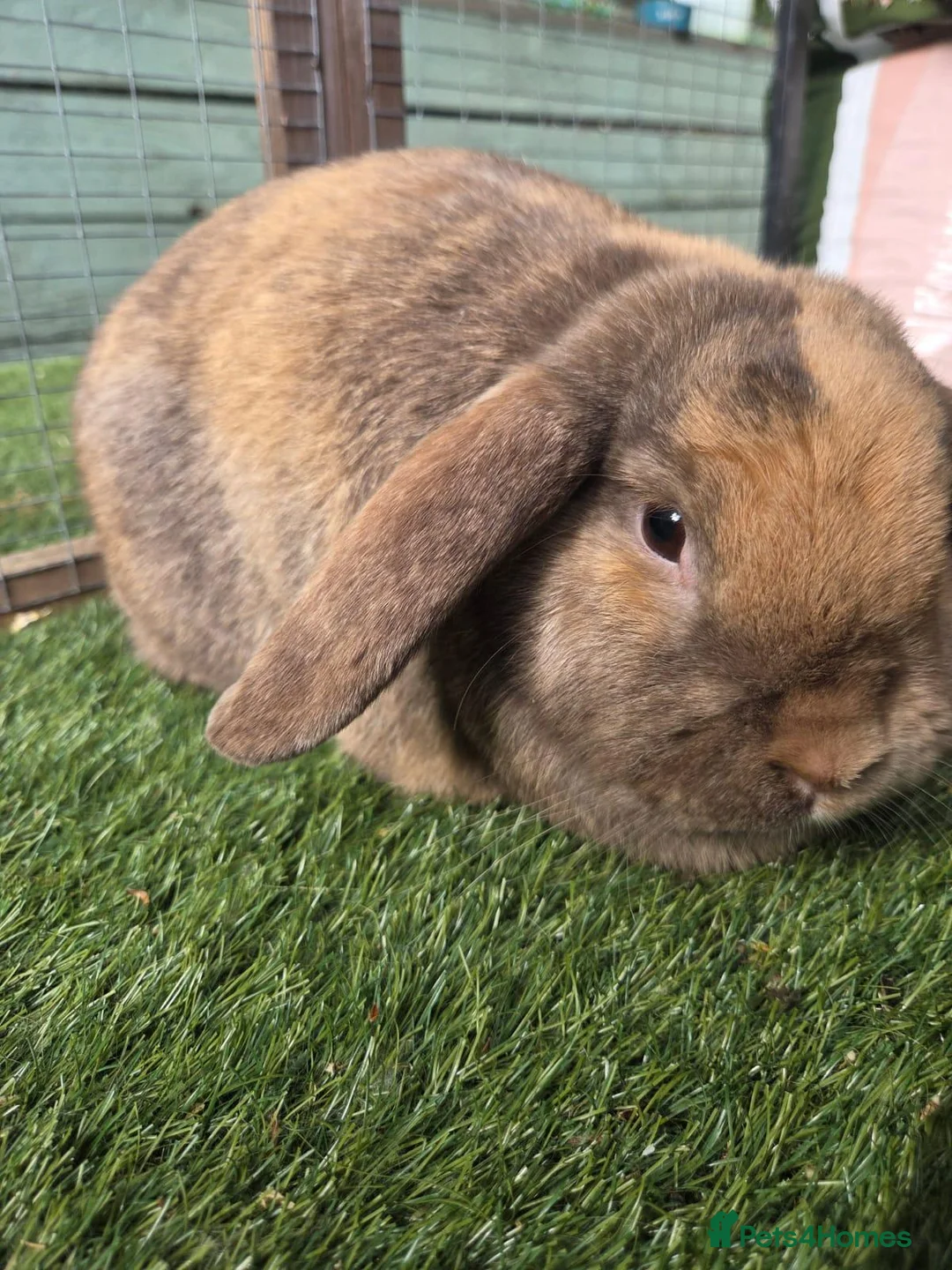 Mini Lop rabbits for sale: 2 female mini lops in Riding Mill - Advert 2