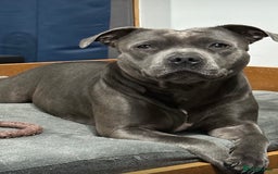 Staffordshire Bull Terrier dogs for sale: KC Registered Mr T & Luminastaffs Puppies - Image 23