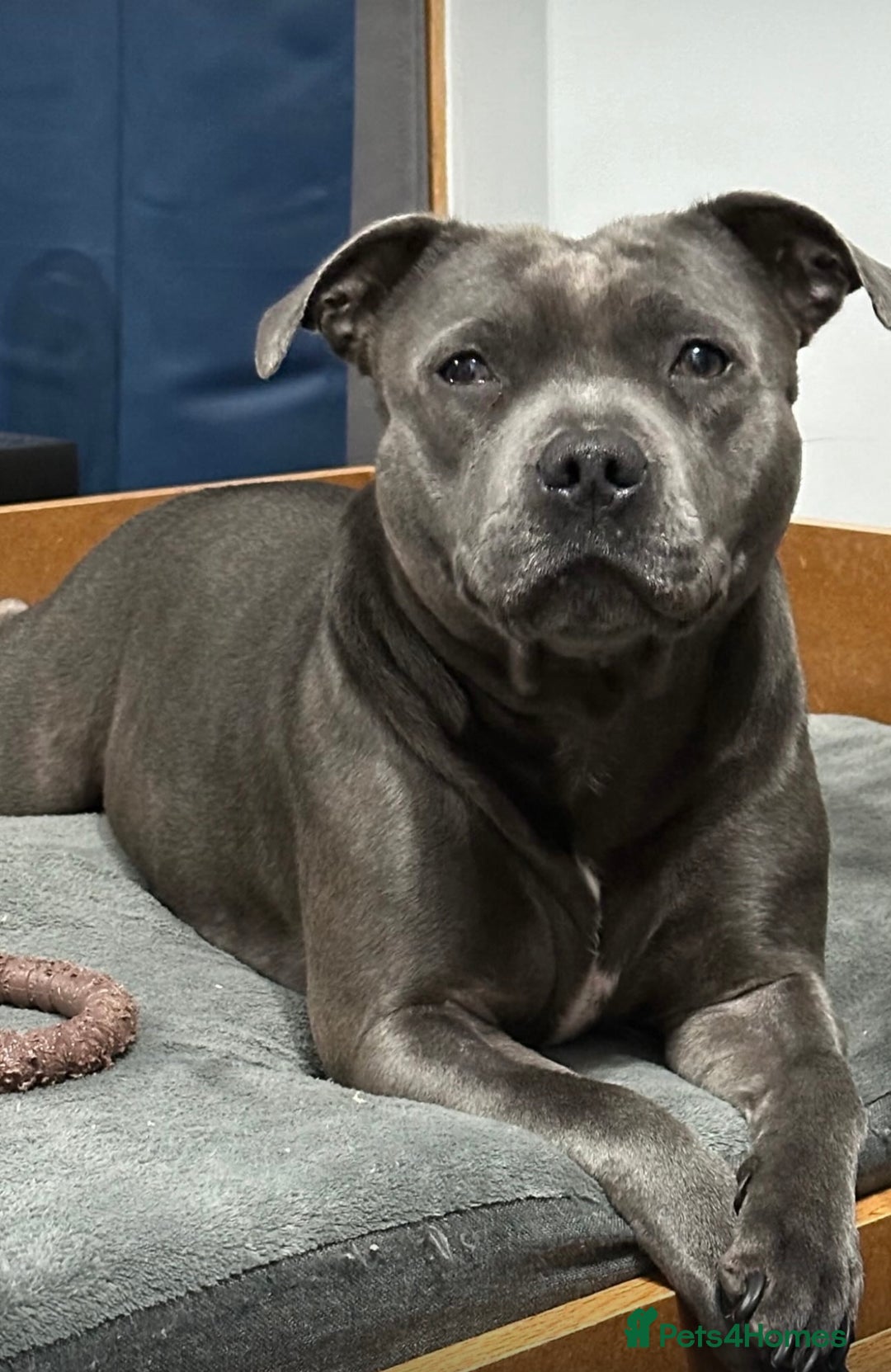 Staffordshire Bull Terrier dogs for sale: KC Registered Mr T & Luminastaffs Puppies - Image 23