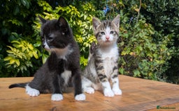 Mixed Breed cats for sale: Tuxedo Kittens - Image 9