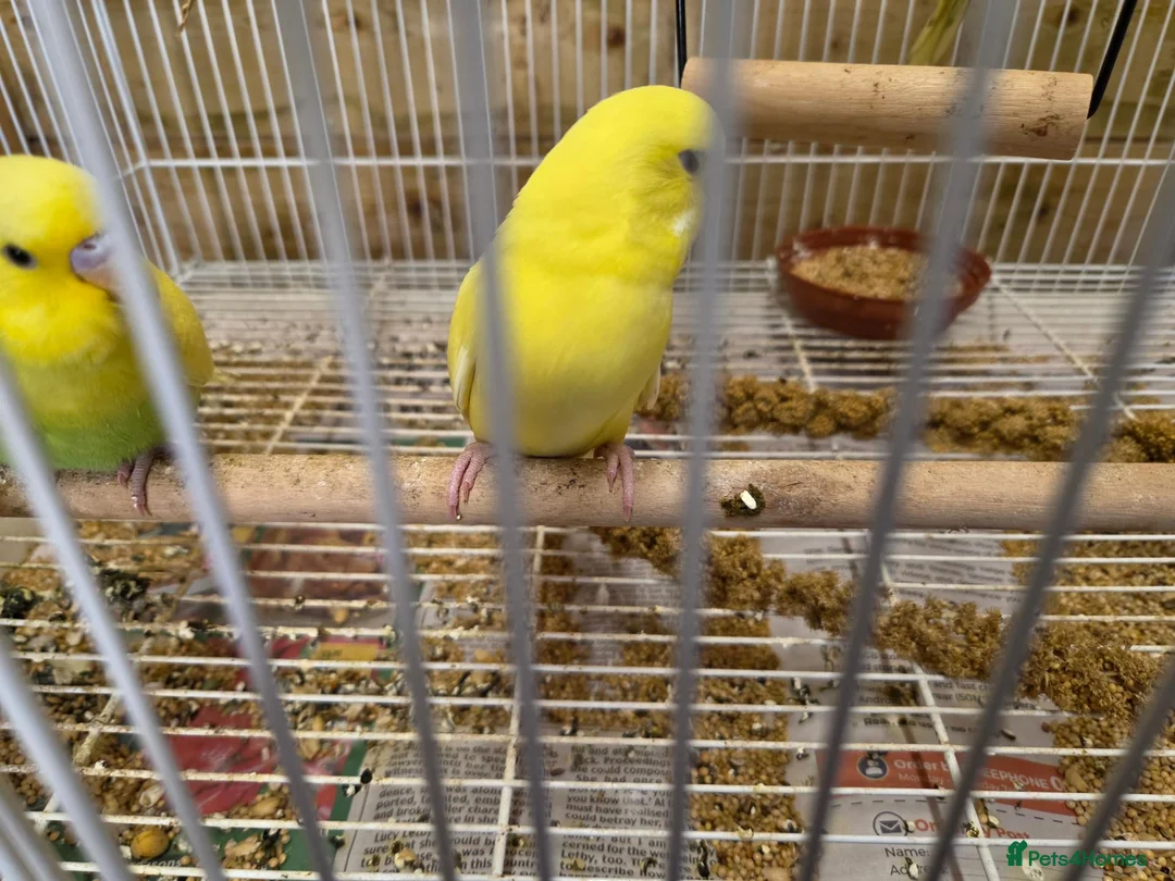 Budgerigars birds for sale: Gorgeous Baby Budgies  - Advert 1
