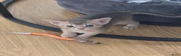Abyssinian cats for sale: Adorable  Abyssinian  male for sale - Advert 24