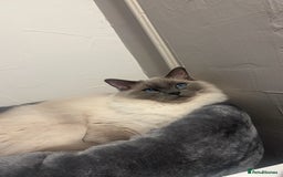 Ragdoll cats for sale: 5 year old Ragdoll cat - Image 1