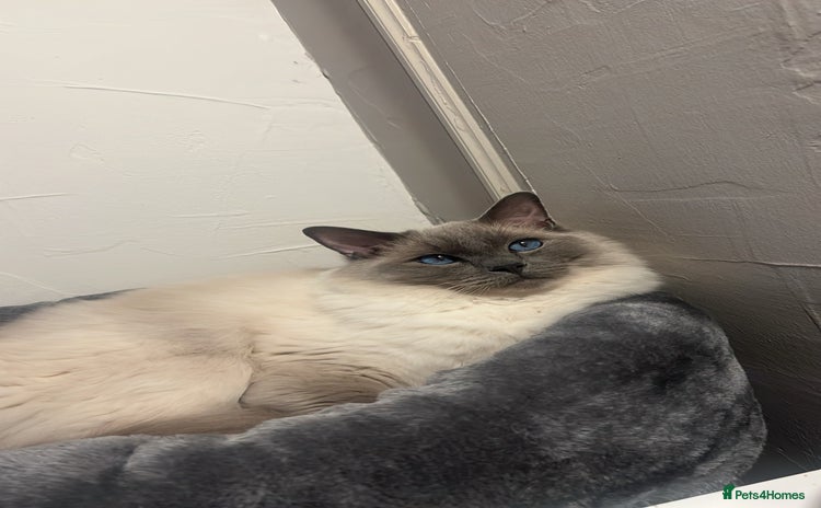 Ragdoll cats for sale - Advert 1