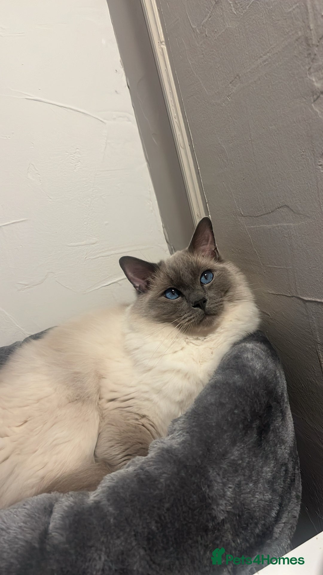Ragdoll cats for sale: 5 year old Ragdoll cat - Image 1
