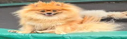 Pomeranian dogs for sale: Kc Reg fully vaccinated Pomeranian Puppies ❤️ - Advert 14