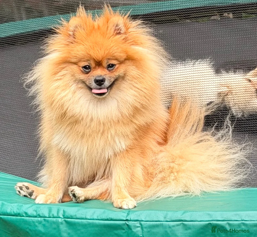 Pomeranian dogs for sale: Kc Reg fully vaccinated Pomeranian Puppies ❤️ - Advert 14