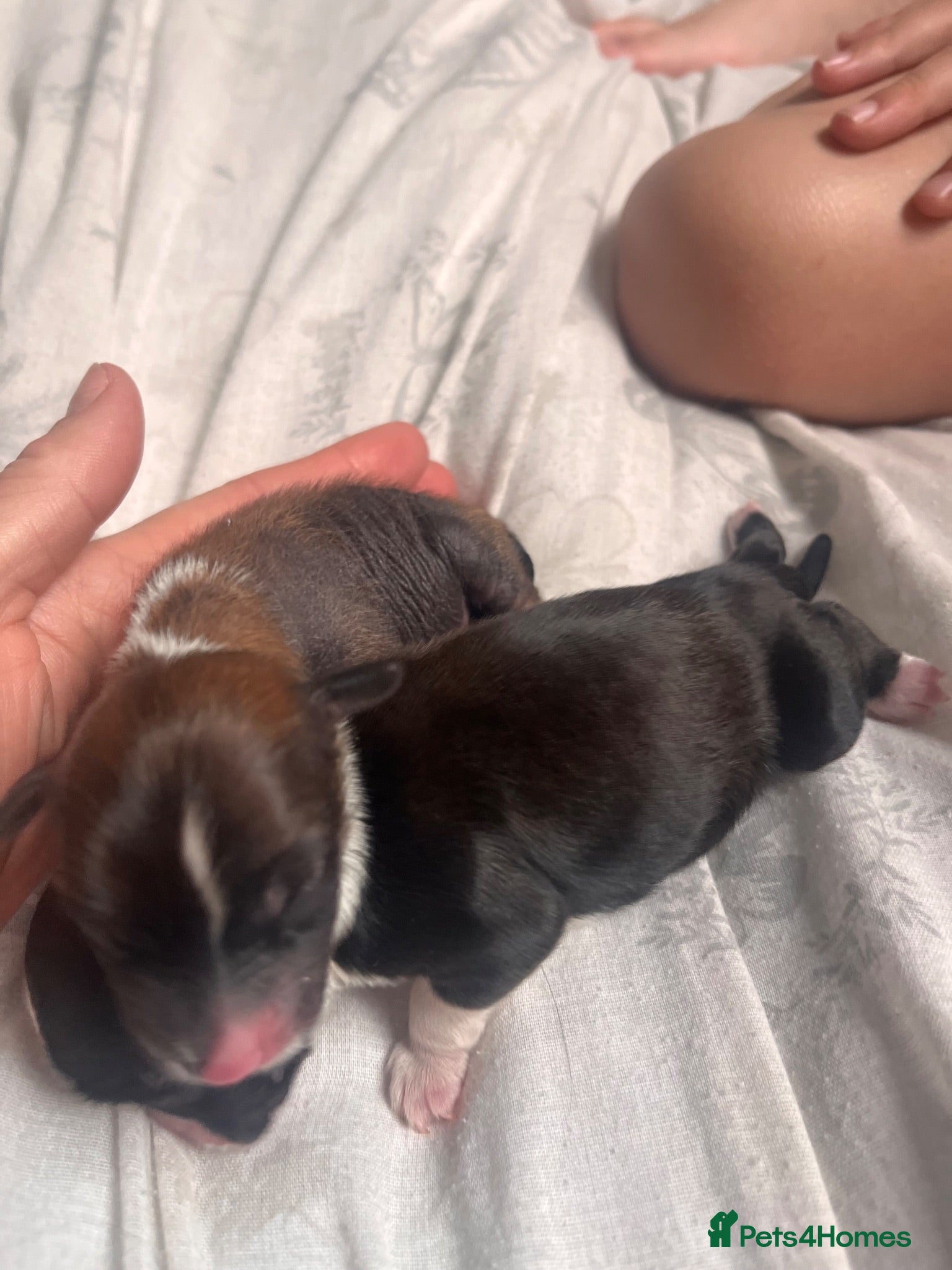 Chinese Crested dogs Exceptional Chinese crested pups - Advert 2