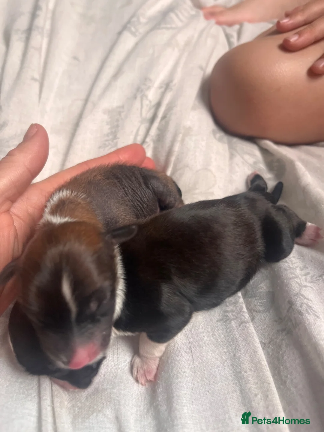 Chinese Crested dogs for sale: Exceptional Chinese crested pups in Wymondham - Advert 2