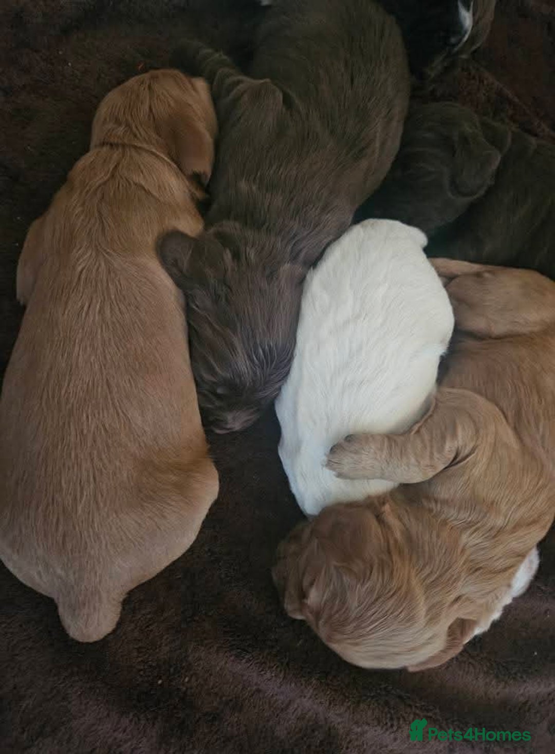 Cocker Spaniel dogs for sale: Cocker spaniel puppies - Advert 10