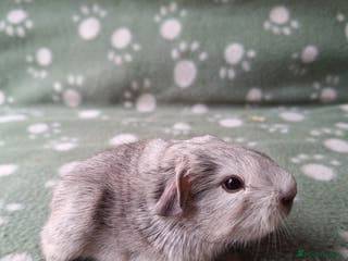 Guinea Pig rodents Pure bred chinchilla guinea pig - Advert 15