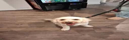 Cavapoochon dogs for sale: A Loyal Best Friend Is Waiting – Meet Tito! - Advert 2