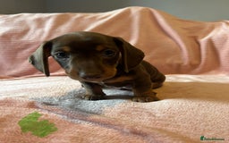 Miniature Dachshund dogs for sale: Miniature dachshunds - Image 4