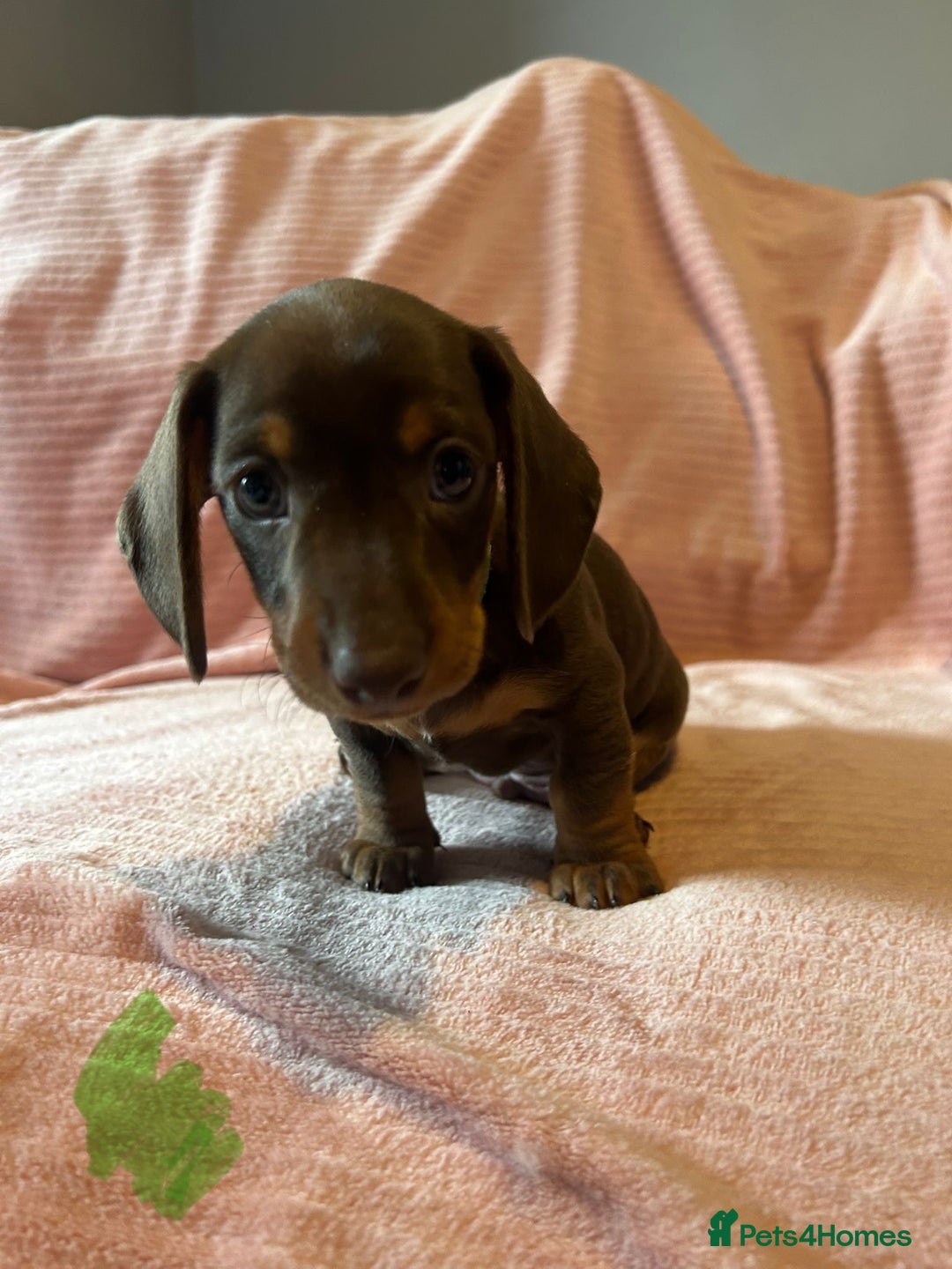 Miniature Dachshund dogs for sale: Miniature dachshunds - Image 4