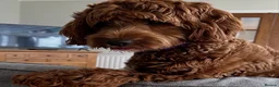 Australian Labradoodle dogs for sale: WAITING LIST Australian Labradoodles - RED - Advert 17