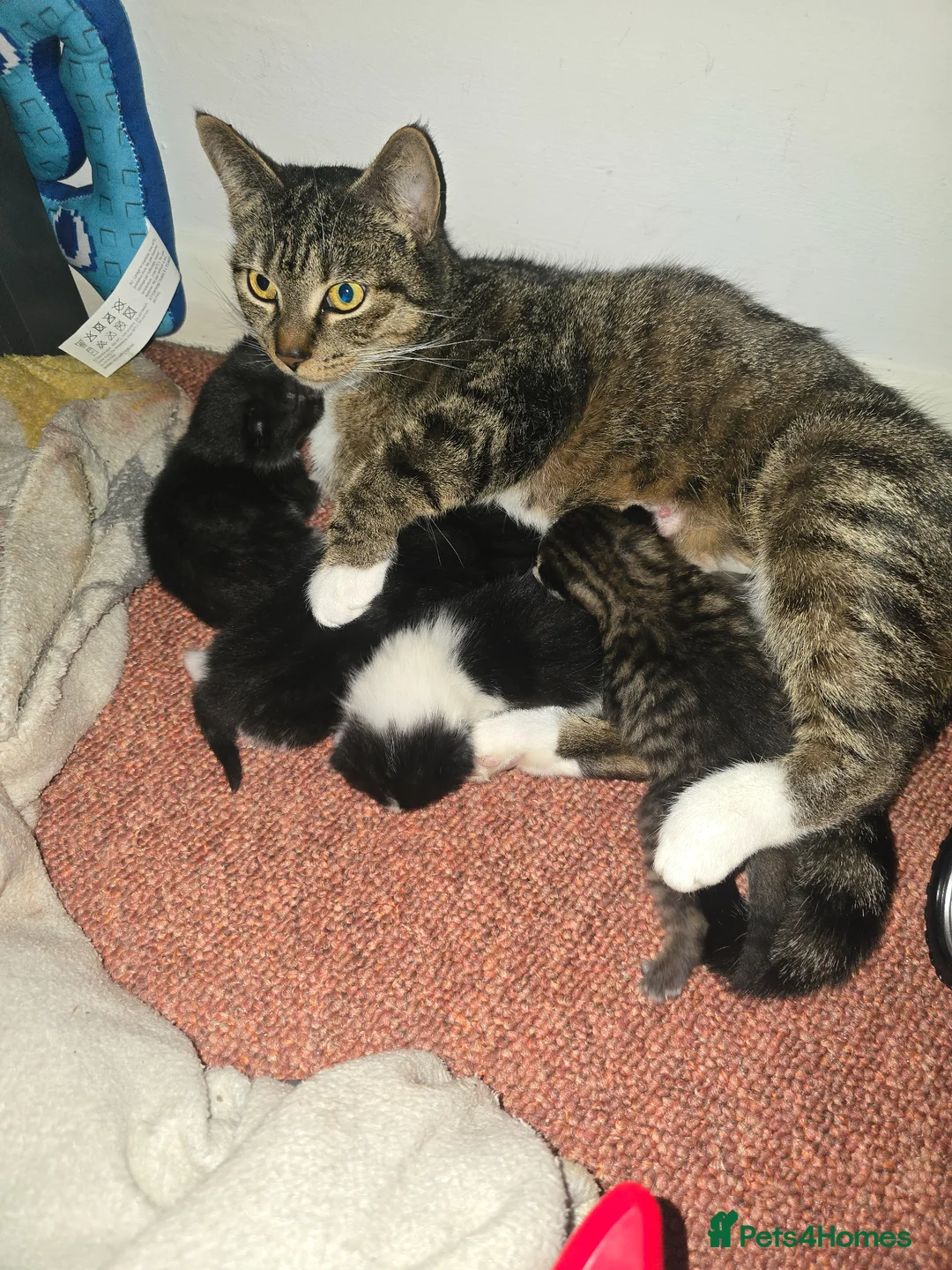 Mixed Breed cats for sale: Kittens for sale  - Advert 1