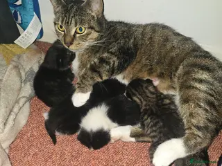 Mixed Breed cats Kittens for sale - Advert 7