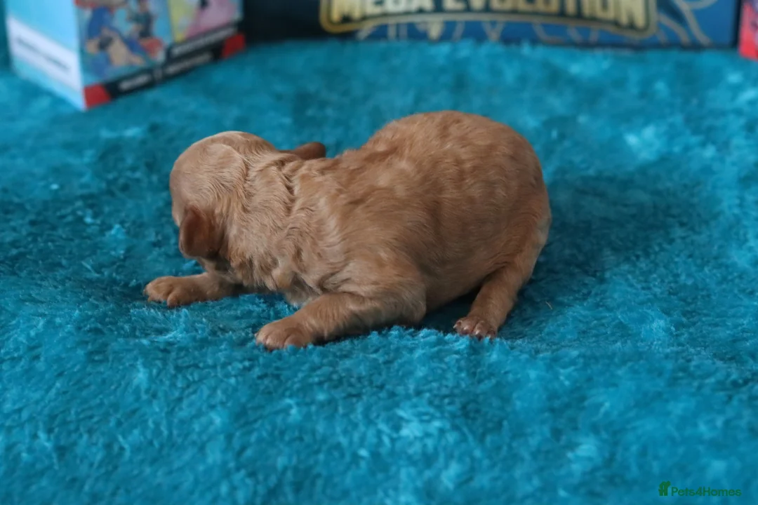 Maltipoo dogs for sale: 4 Maltipoo Puppies - 2 Apricot Girls & 2 Red Boys - Advert 26