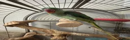 Parrots birds for sale: Alexander in Bolton - Advert 6