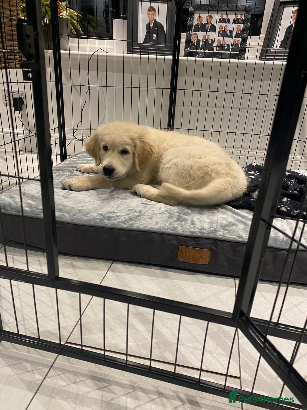 Golden Retriever dogs for stud: ORLAGOLD MAJOR TOM (Ziggy) - Advert 20