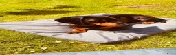 Dachshund dogs for sale: Dog to rehome - Advert 3
