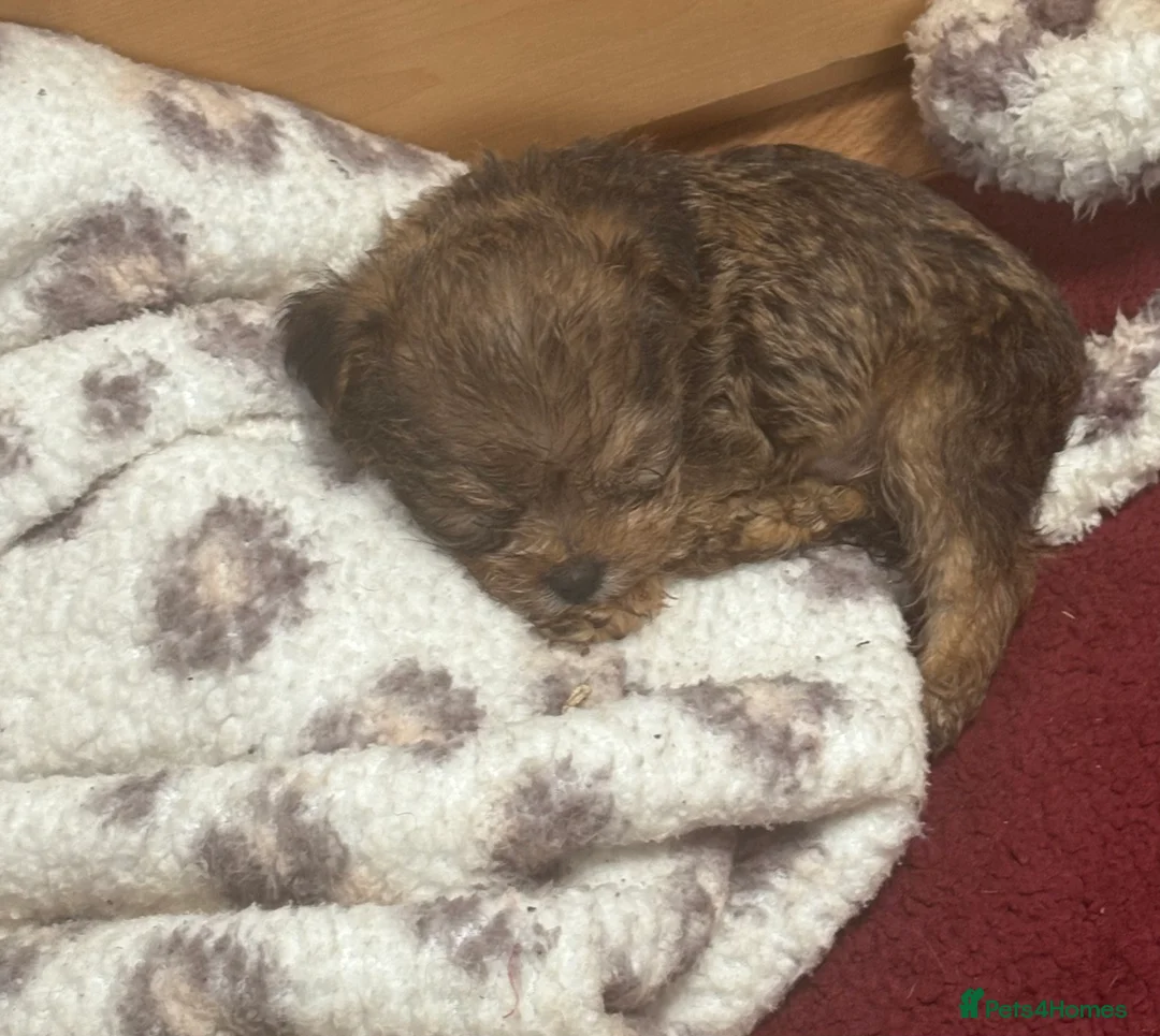 Yorkiepoo dogs for sale: 2 Yorkipoo puppies for sale  - Advert 5