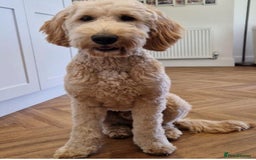 Mixed Breed dogs for sale: Mini Golden Doodle’s - Image 7