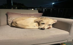 Mixed Breed dogs for sale: Husky and Labrador mix breed (Haskador) - Image 12