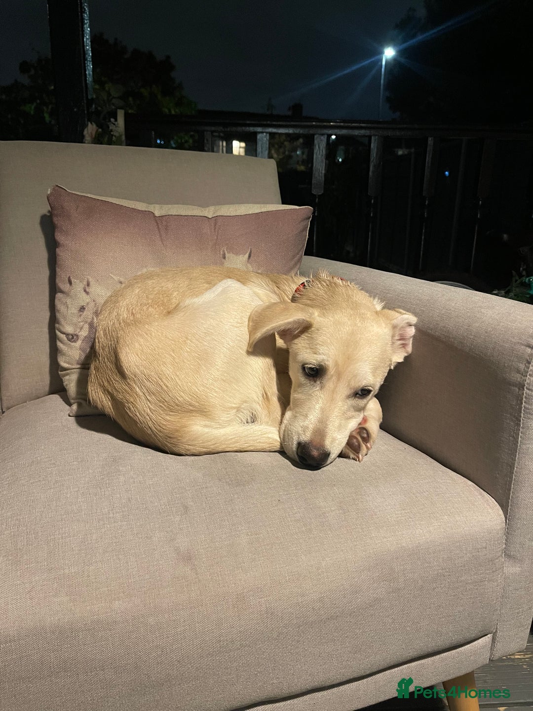 Mixed Breed dogs for sale: Husky and Labrador mix breed (Haskador) - Image 12