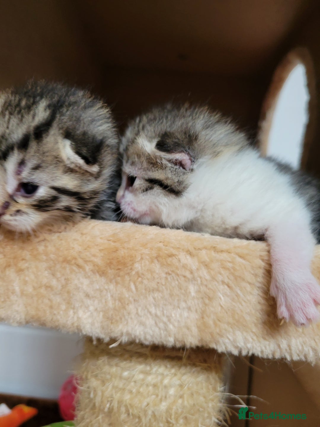 Mixed Breed cats for sale: 4 adorable kittens for sale - Image 18