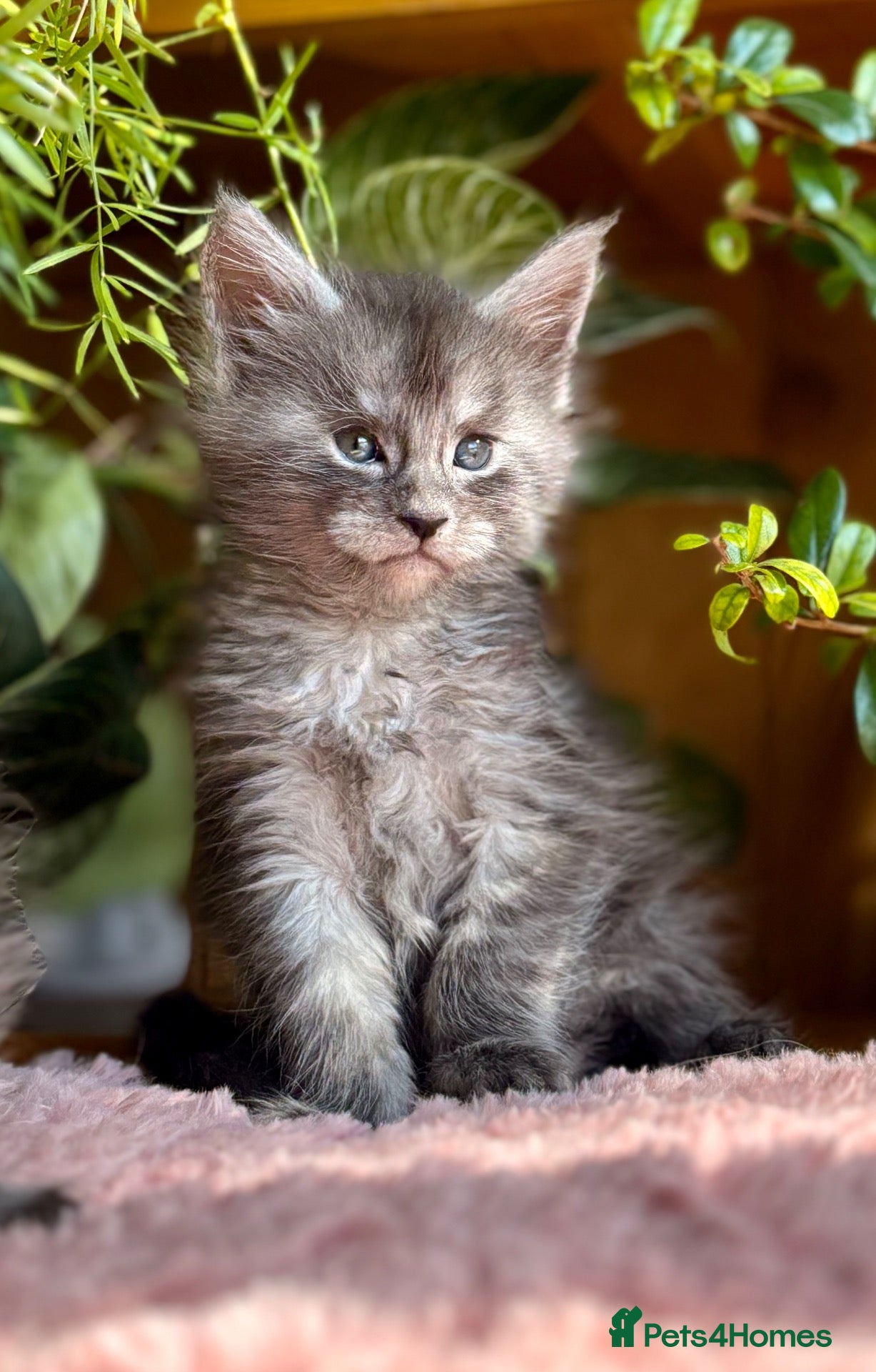 Maine Coon cats Beautiful Maine Coon kittens - Advert 1