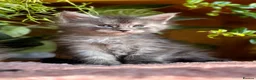 Maine Coon cats for sale: Beautiful Maine Coon kittens - Advert 1