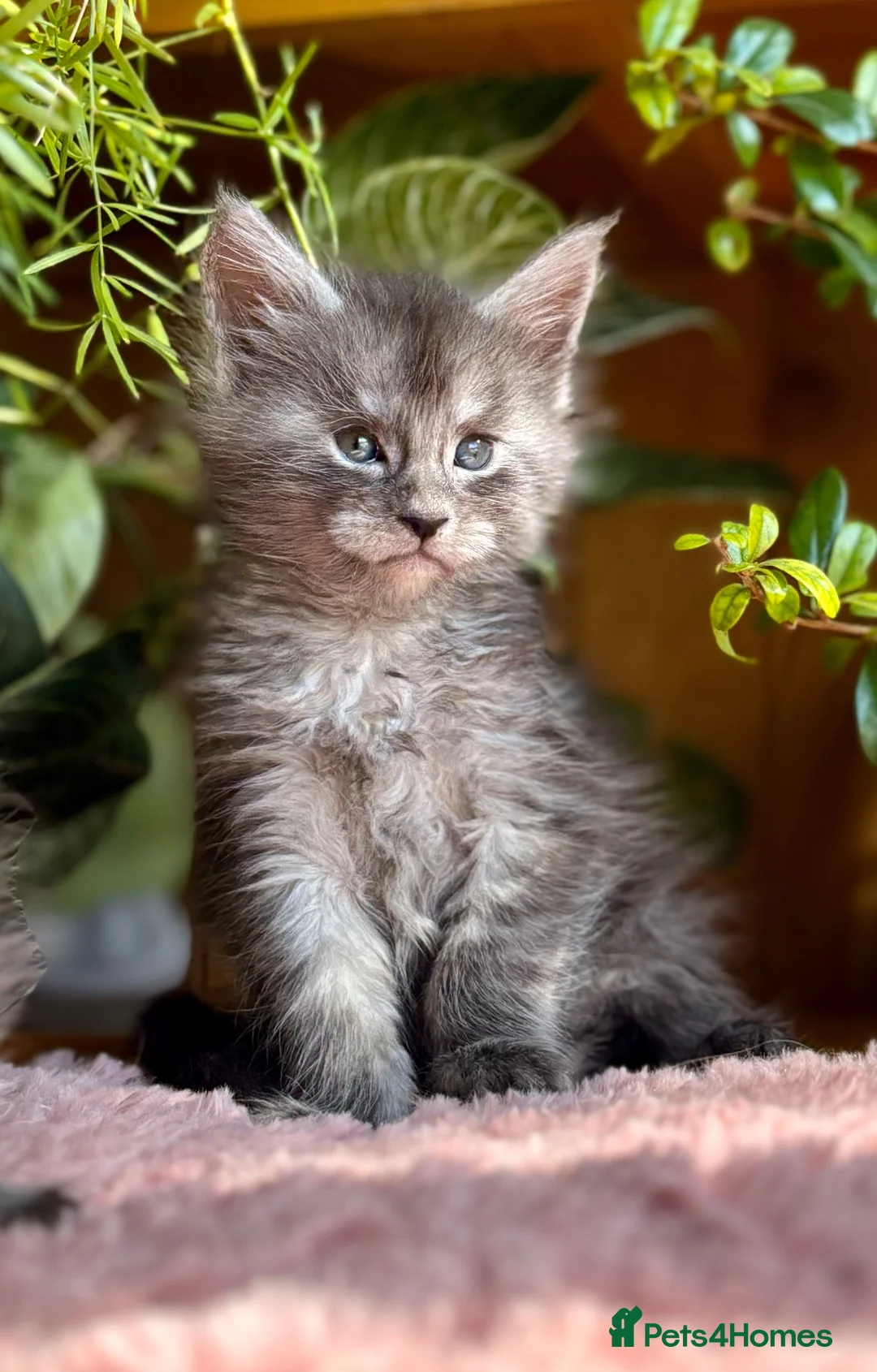 Maine Coon cats for sale: Beautiful Maine Coon kittens - Advert 1